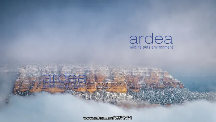 : USA, Arizona, Grand Canyon. Panoramic of foggy sky : USA, Arizona, Grand Canyon. Panoramic of foggy sky
