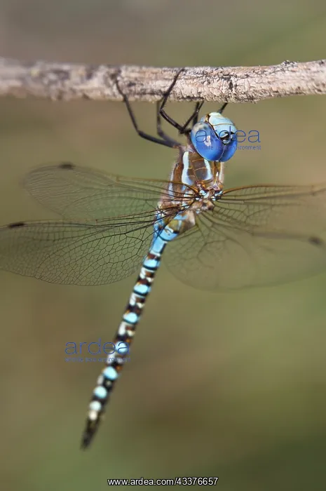 : USA, Arizona, Havasu National Wildlife Refuge. Male : USA, Arizona, Havasu National Wildlife Refuge. Male