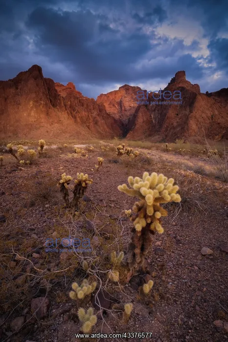 : USA, Arizona, Kofa National Wildlife Area. Mountain : USA, Arizona, Kofa National Wildlife Area. Mountain