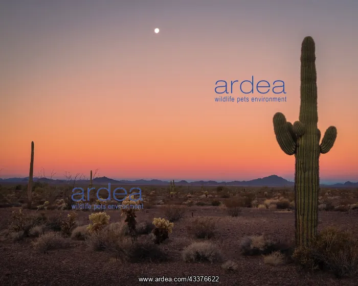 : USA, Arizona, Kofa National Wildlife Area. Mountain : USA, Arizona, Kofa National Wildlife Area. Mountain