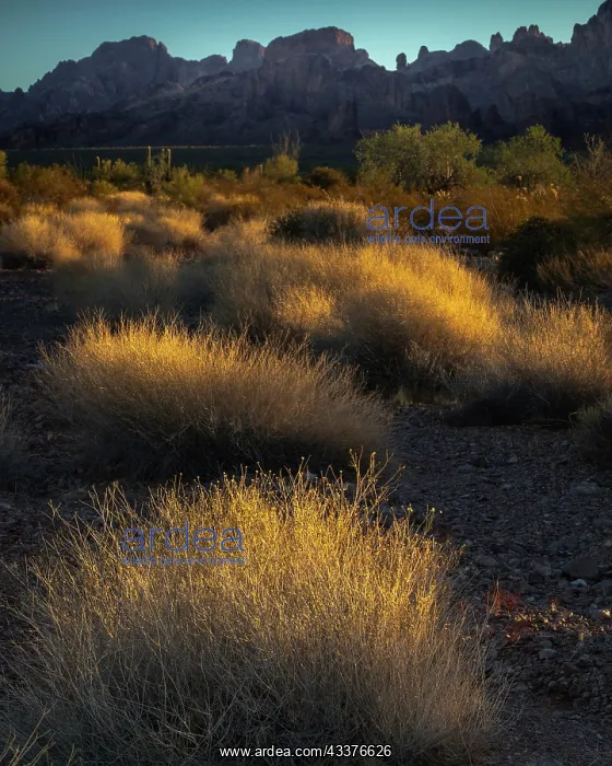 : USA, Arizona, Kofa National Wildlife Area. Mountain : USA, Arizona, Kofa National Wildlife Area. Mountain