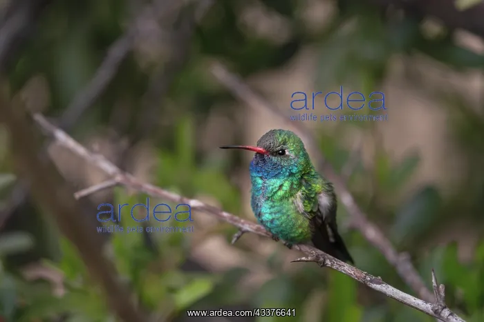 : USA, Arizona, Madera Canyon. Broad-billed hummingbird : USA, Arizona, Madera Canyon. Broad-billed hummingbird