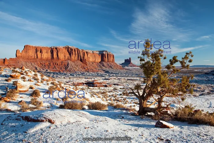 : USA, Arizona, Monument Valley Navajo Tribal : USA, Arizona, Monument Valley Navajo Tribal