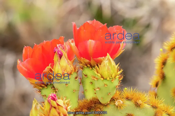 : USA, Arizona. Prickly pear cactus blossoms. @ Cathy : USA, Arizona. Prickly pear cactus blossoms. @ Cathy