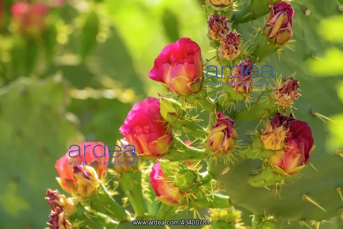 : USA, Arizona. Prickly pear cactus blossoms. @ Cathy : USA, Arizona. Prickly pear cactus blossoms. @ Cathy