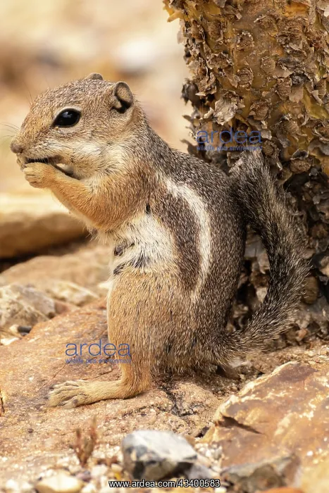 : USA, Arizona, Ramsey Canyon. Cliff chipmunk feeding : USA, Arizona, Ramsey Canyon. Cliff chipmunk feeding