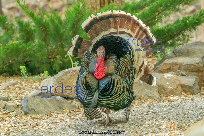 : USA, Arizona, Ramsey Canyon. Male turkey displaying : USA, Arizona, Ramsey Canyon. Male turkey displaying
