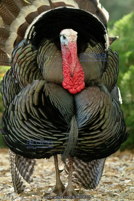 : USA, Arizona, Ramsey Canyon. Male turkey displaying : USA, Arizona, Ramsey Canyon. Male turkey displaying