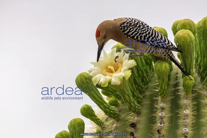  : USA, Arizona, Sabino Canyon Recreation Area. Curve-billed