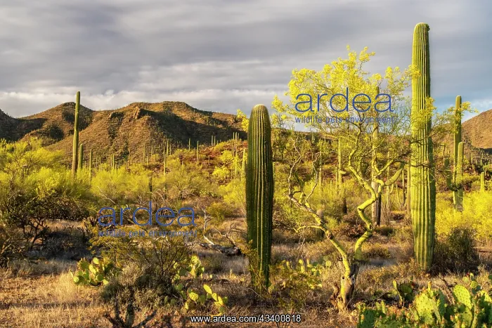 : USA, Arizona, Saguaro National Park. Blooming palo : USA, Arizona, Saguaro National Park. Blooming palo