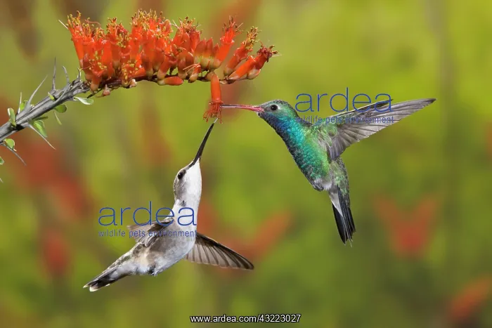 : USA, Arizona, Sonoran Desert. A male broad-billed : USA, Arizona, Sonoran Desert. A male broad-billed