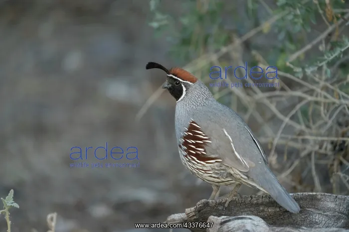 : USA, Arizona, Sonoran Desert. Male Gambel's quail close-up : USA, Arizona, Sonoran Desert. Male Gambel's quail close-up