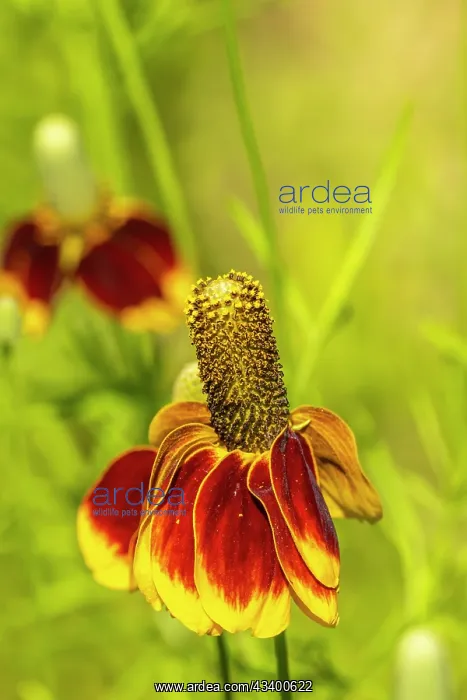: USA, Arizona, Tohono Chul. Mexican hat flower in : USA, Arizona, Tohono Chul. Mexican hat flower in
