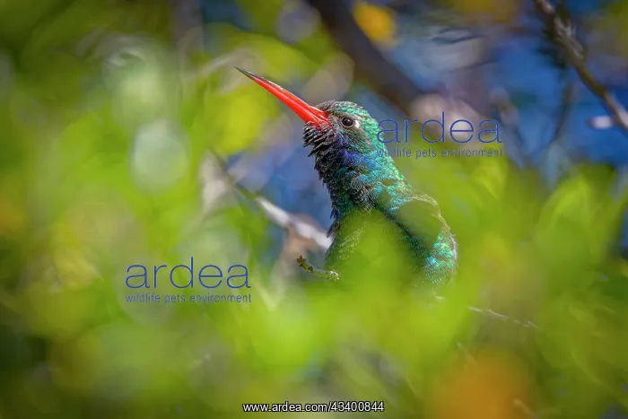 : USA, Arizona, Tucson. Broad-billed hummingbird close-up : USA, Arizona, Tucson. Broad-billed hummingbird close-up