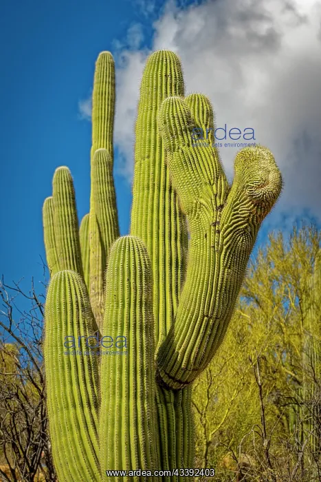  : USA, Arizona, Tucson. Saguaro cactus close-up. Credit