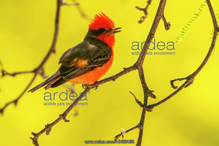: USA, Arizona. Vermillion flycatcher male singing : USA, Arizona. Vermillion flycatcher male singing