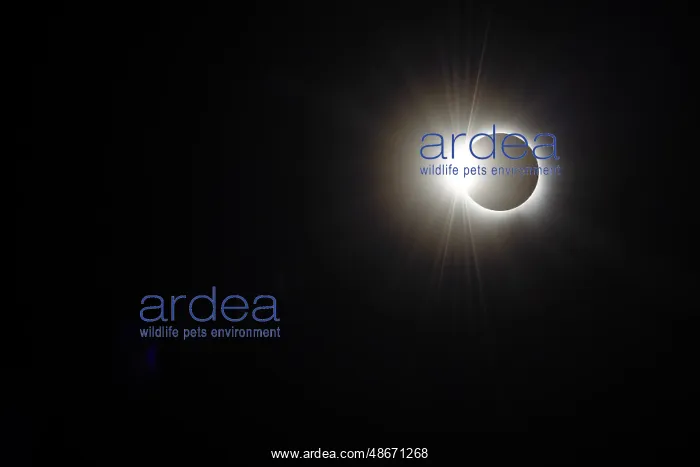 : USA, Arkansas. The Total Solar Eclipse of April 8, 2024, The : USA, Arkansas. The Total Solar Eclipse of April 8, 2024, The