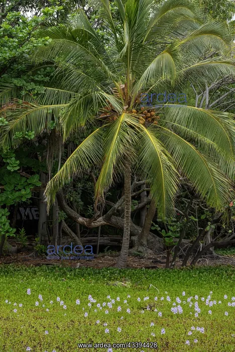 : USA, Big Island, Hawaii. Coconut palm trees and : USA, Big Island, Hawaii. Coconut palm trees and