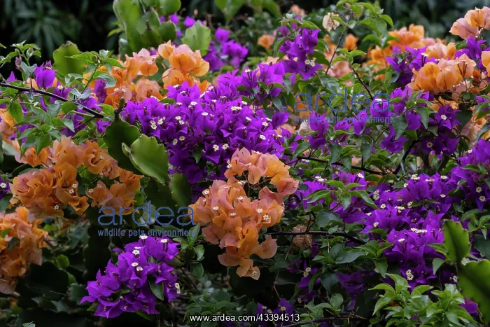 : USA, Big Island, Hawaii, Multicolored bougainvillea : USA, Big Island, Hawaii, Multicolored bougainvillea