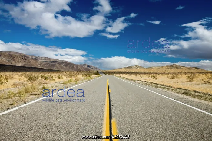 : USA, California, Anza-Borrego Desert State : USA, California, Anza-Borrego Desert State