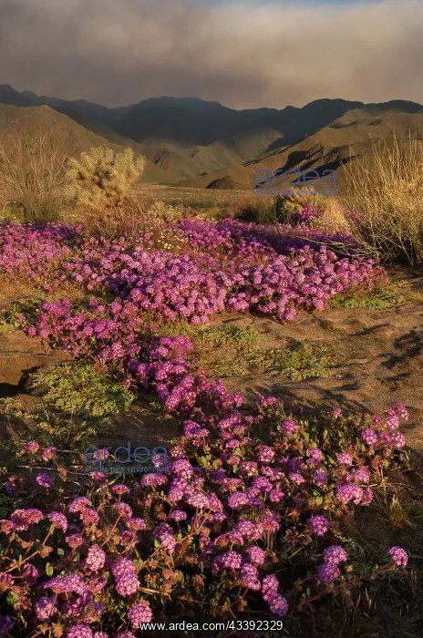 : USA, California, Anza-Borrego Desert State Park : USA, California, Anza-Borrego Desert State Park
