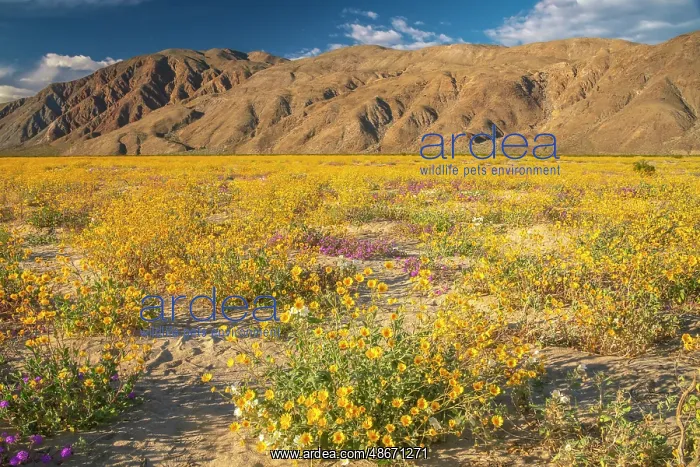 : USA, California, Anza Borrego Desert State Park. Blooming : USA, California, Anza Borrego Desert State Park. Blooming