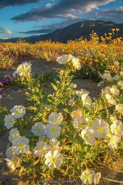 : USA, California, Anza Borrego Desert State Park. Blooming : USA, California, Anza Borrego Desert State Park. Blooming