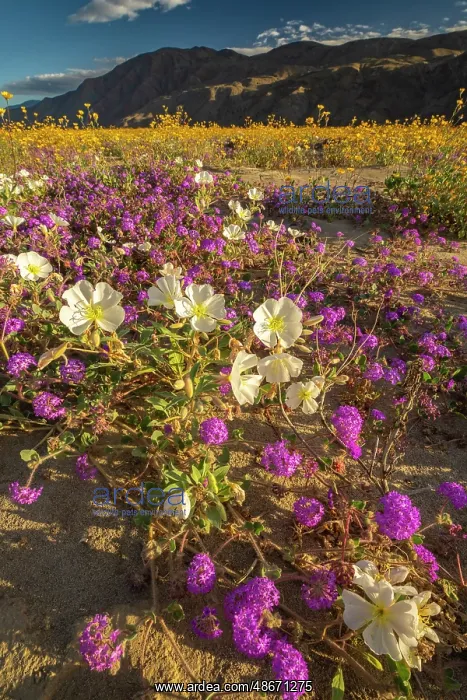 : USA, California, Anza Borrego Desert State Park. Blooming : USA, California, Anza Borrego Desert State Park. Blooming