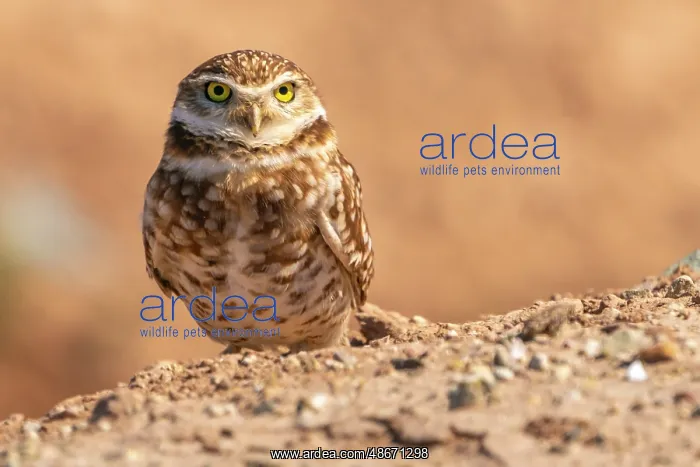 : USA, California, Anza Borrego Desert State Park. Burrowing : USA, California, Anza Borrego Desert State Park. Burrowing