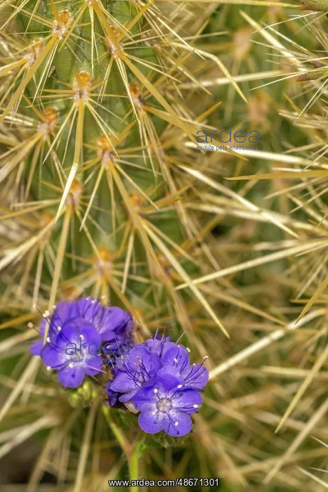 : USA, California, Anza Borrego Desert State Park. Phacelia : USA, California, Anza Borrego Desert State Park. Phacelia
