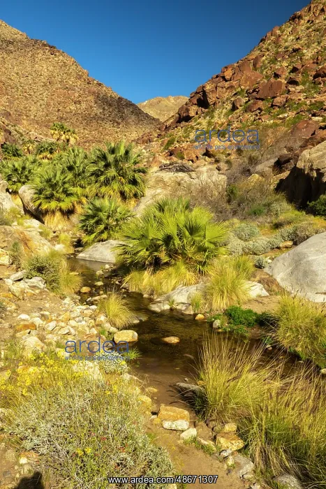 : USA, California, Anza Borrego Desert State Park. Palm trees : USA, California, Anza Borrego Desert State Park. Palm trees