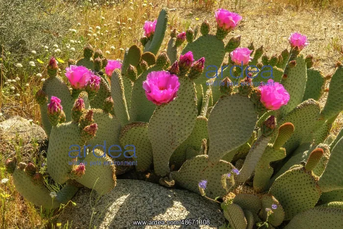 : USA, California, Anza Borrego Desert State Park. Blooming : USA, California, Anza Borrego Desert State Park. Blooming