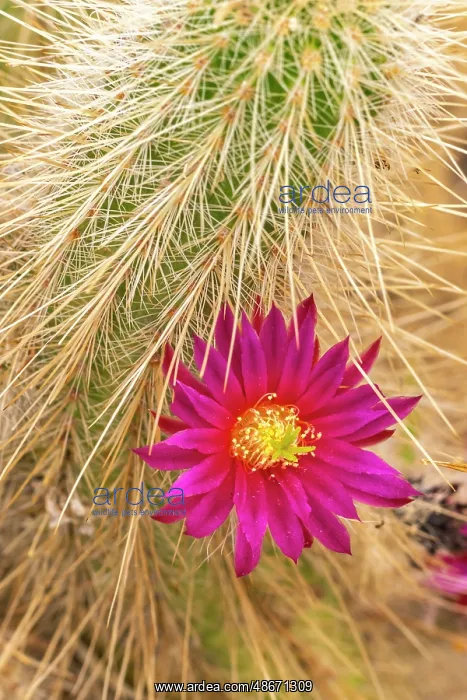 : USA, California, Anza Borrego Desert State Park. Beavertail : USA, California, Anza Borrego Desert State Park. Beavertail