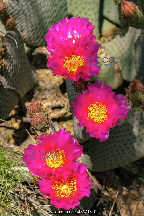 : USA, California, Anza Borrego Desert State Park. Beavertail : USA, California, Anza Borrego Desert State Park. Beavertail