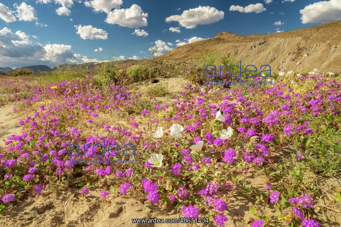  : USA, California, Anza Borrego Desert State Park. Blooming