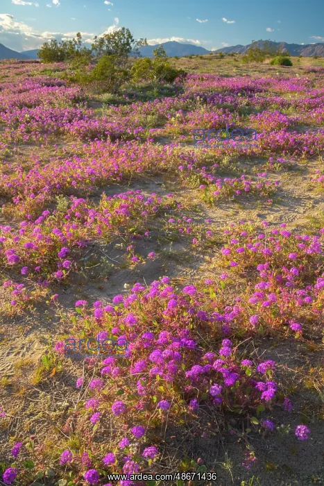 : USA, California, Anza Borrego Desert State Park. Blooming : USA, California, Anza Borrego Desert State Park. Blooming