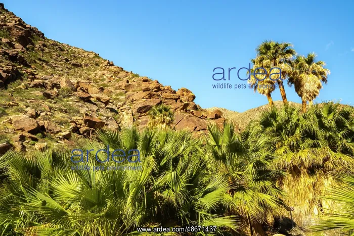 : USA, California, Anza Borrego Desert State Park. Palm trees : USA, California, Anza Borrego Desert State Park. Palm trees