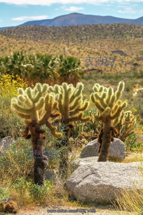 : USA, California, Anza Borrego Desert State Park. Cholla : USA, California, Anza Borrego Desert State Park. Cholla