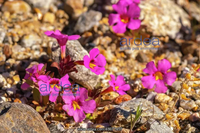 : USA, California, Anza Borrego Desert State Park. Bigelow's : USA, California, Anza Borrego Desert State Park. Bigelow's