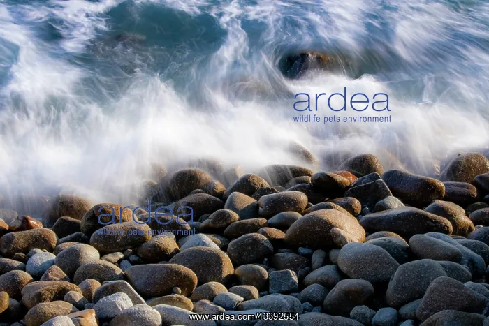 : USA, California, Big Sur. Boulders along the shoreline : USA, California, Big Sur. Boulders along the shoreline