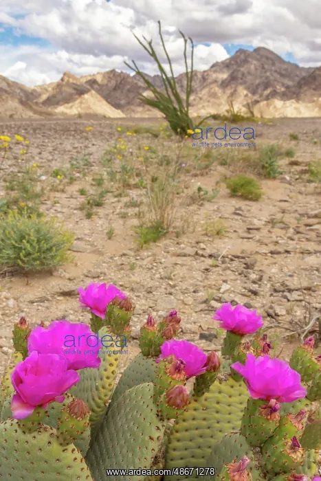 : USA, California. Blooming beavertail cactus and Chocolate : USA, California. Blooming beavertail cactus and Chocolate