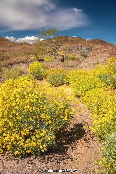 : USA, California. Blooming brittlebush and Chocolate : USA, California. Blooming brittlebush and Chocolate