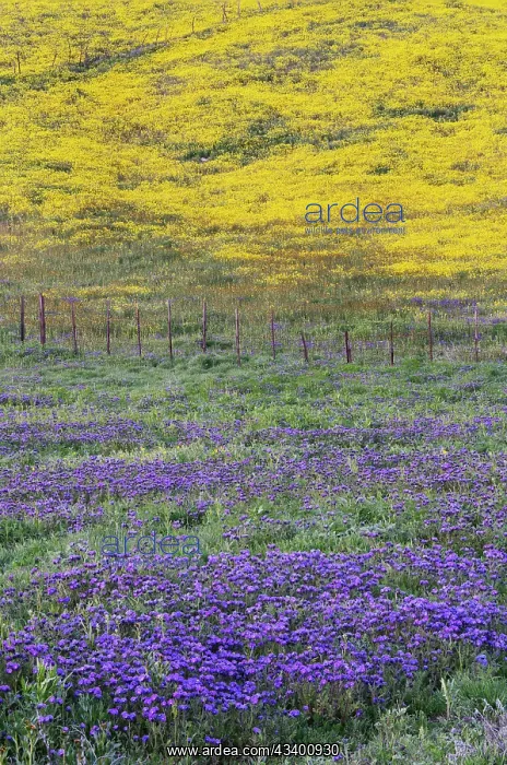  : USA, California, Carrizo Plain National Monument