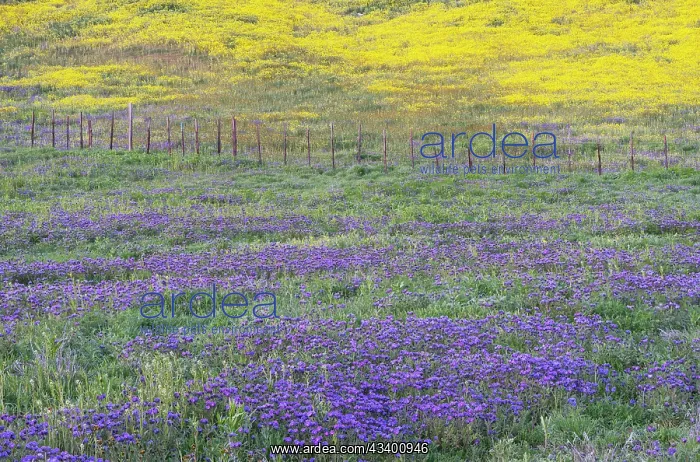 : USA, California, Carrizo Plain National Monument : USA, California, Carrizo Plain National Monument