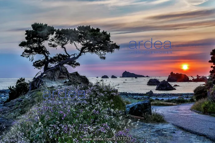 : USA, California, Crescent City, Monterey Cypress : USA, California, Crescent City, Monterey Cypress