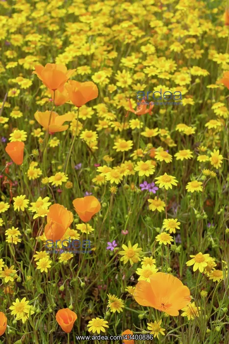 : USA, California, Diamond Valley State Park. Mix : USA, California, Diamond Valley State Park. Mix