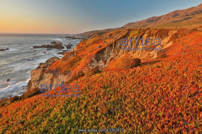 : USA, California, Garrapata State Park. Sunset along : USA, California, Garrapata State Park. Sunset along