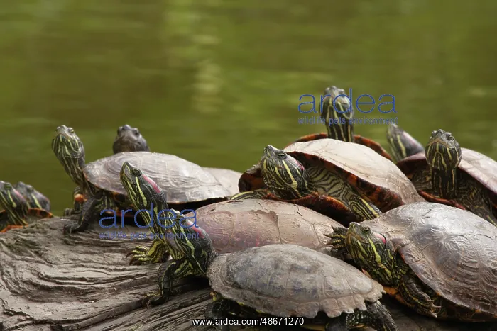 : USA, California, Golden Gate Park. Group of red-eared slider : USA, California, Golden Gate Park. Group of red-eared slider