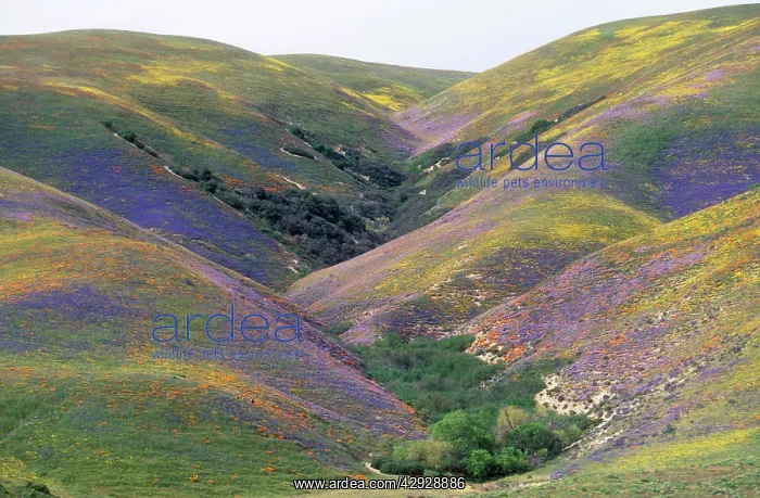 : USA California - Hillside covered with California : USA California - Hillside covered with California