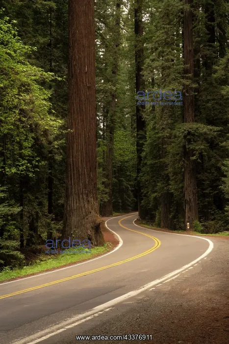 : USA, California, Humboldt Redwoods State Park. Avenue : USA, California, Humboldt Redwoods State Park. Avenue